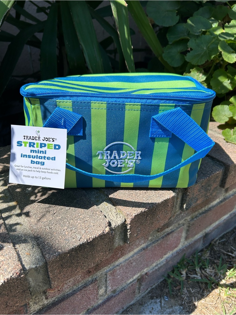 Trader Joe's Striped Mini Insulated Bag - Blue & Lime